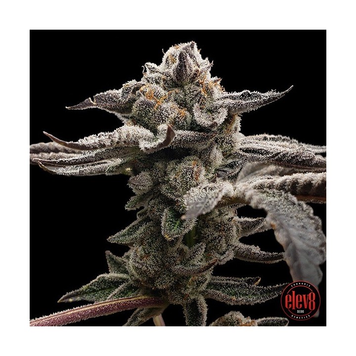 Tangie Candie