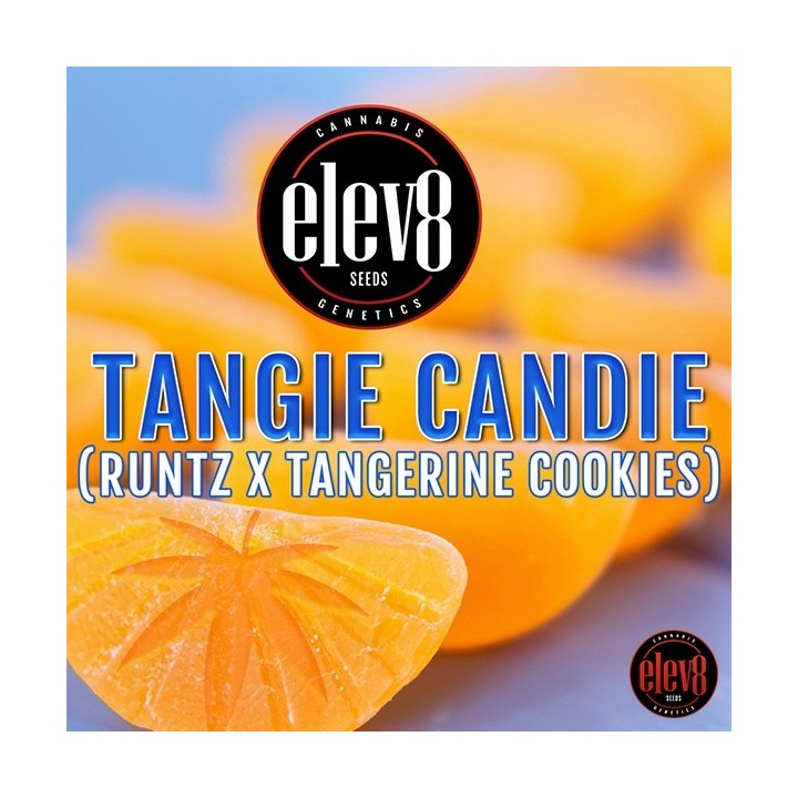 Tangie Candie