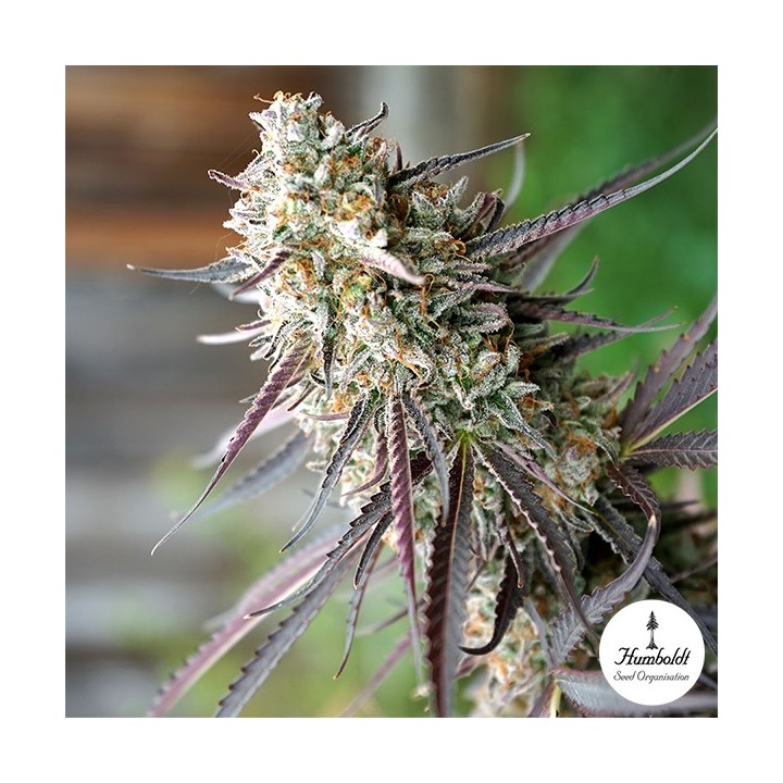 Ice Cream Cake Fast Flowering