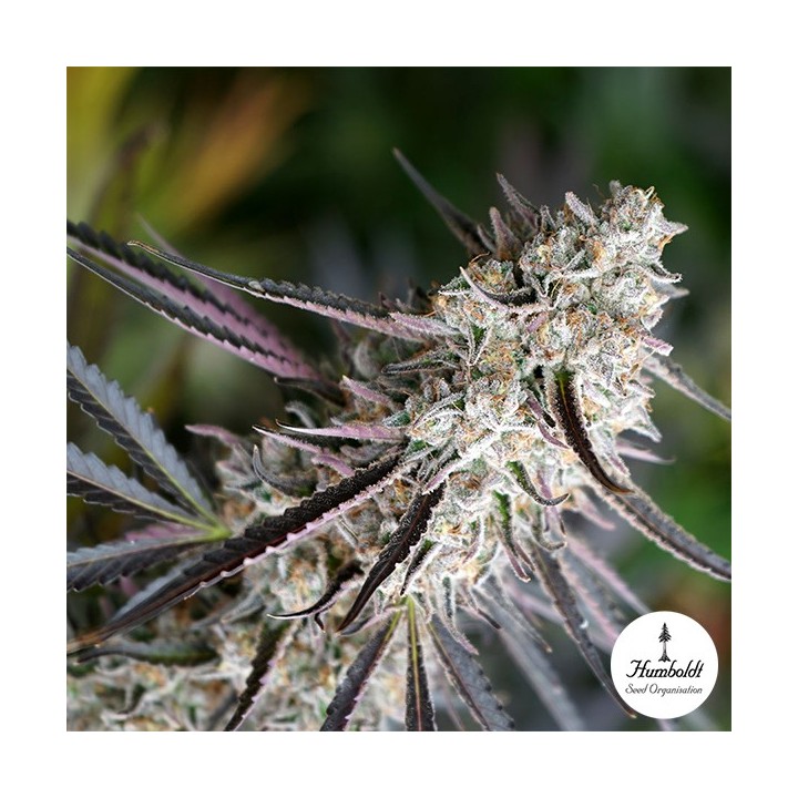 Peanut Butter Breath Fast Flowering