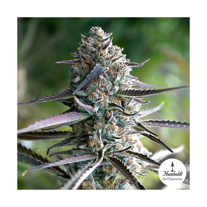 Runtz Fast Flowering