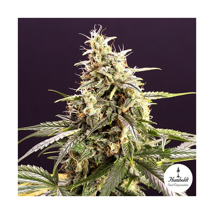 Chem Bomb Auto