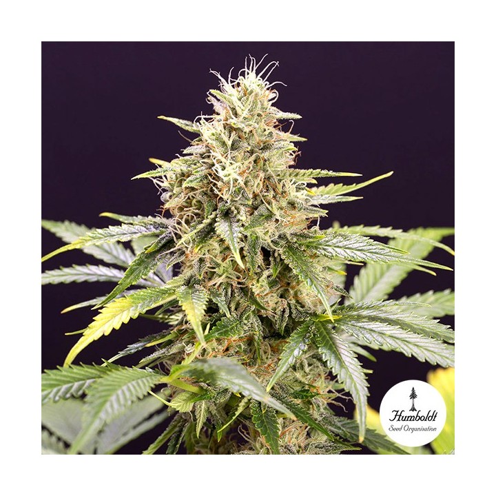 Chocolate Mint OG Auto