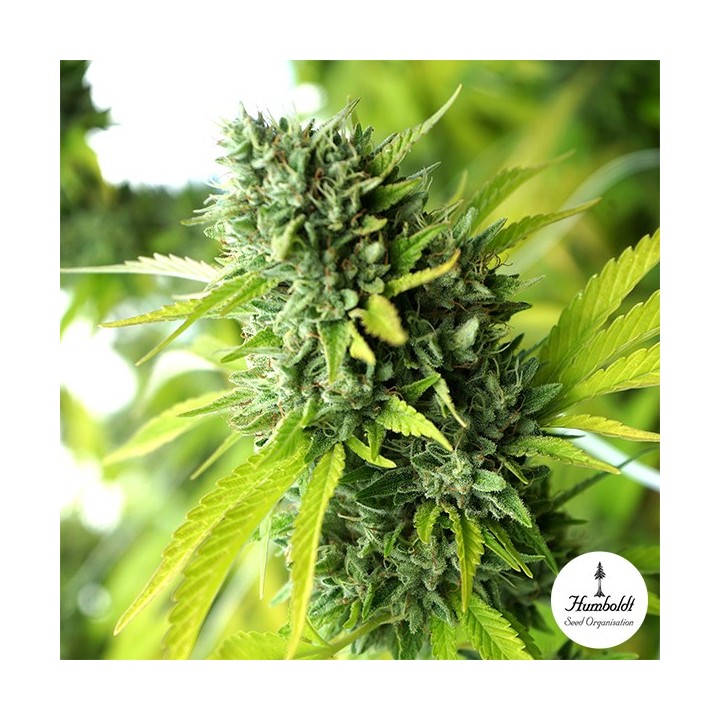 Mango OG Auto