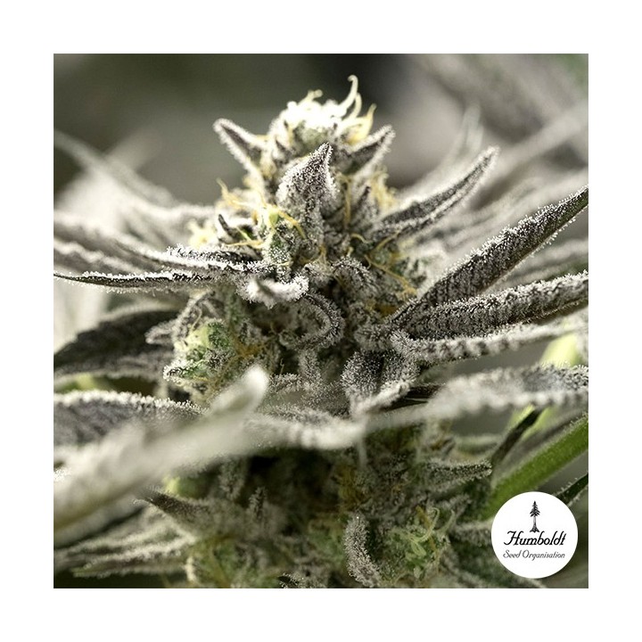 OGKZ Auto