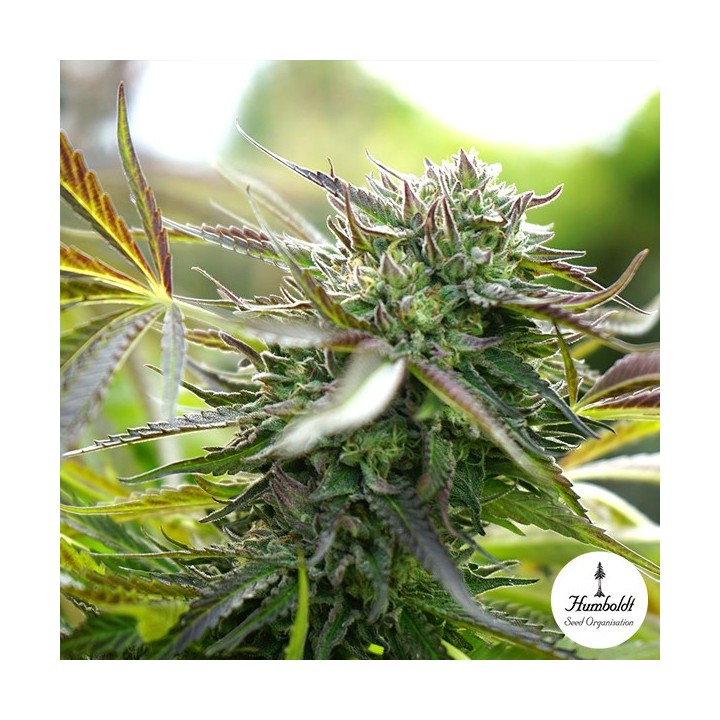 Pineapple Chem Auto