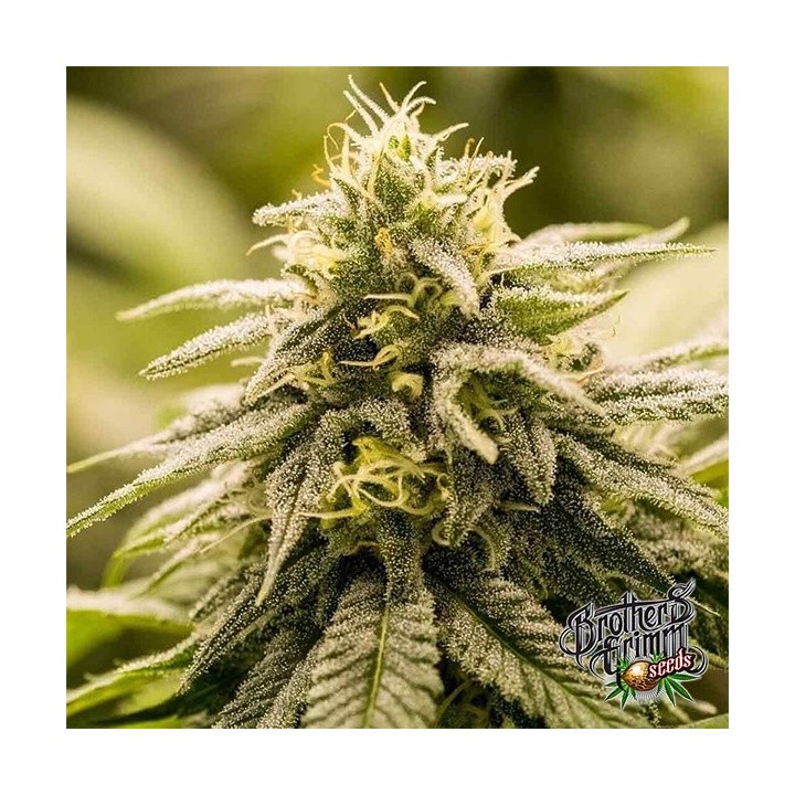 G13 Genius