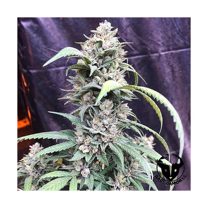 Scotts OG