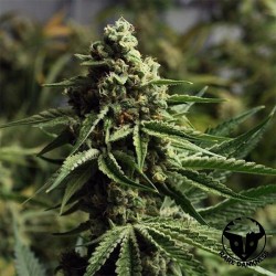 Ghost Train Haze