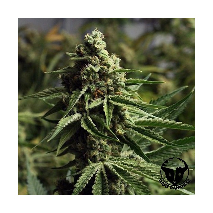 Ghost Train Haze