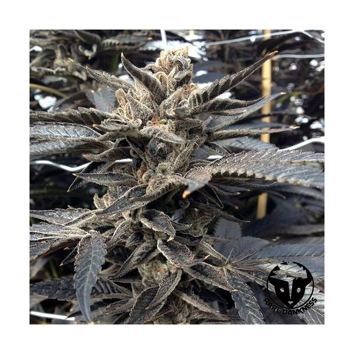 Star Killer OG