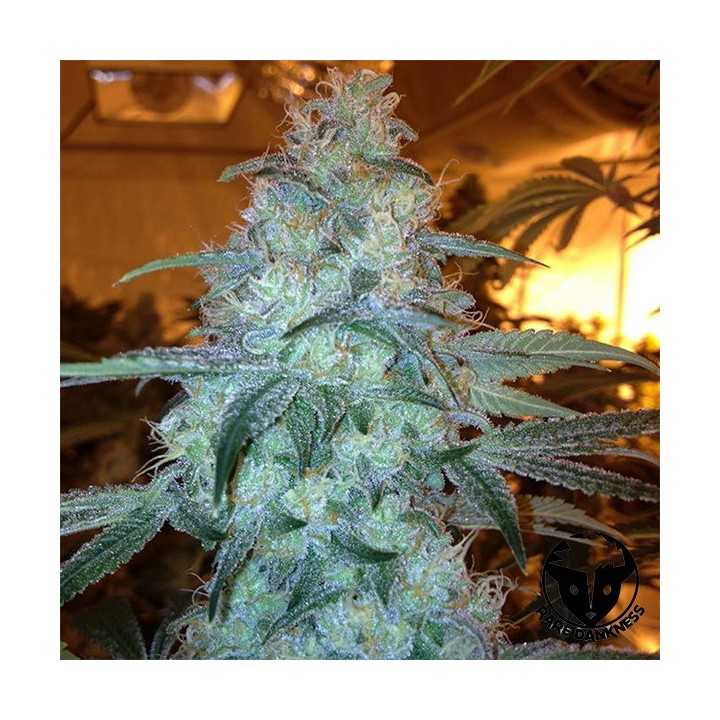 Rug Burn OG