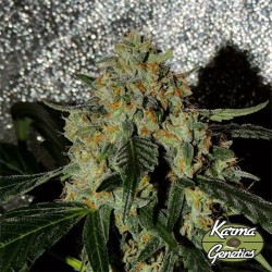 Karma OG Jack