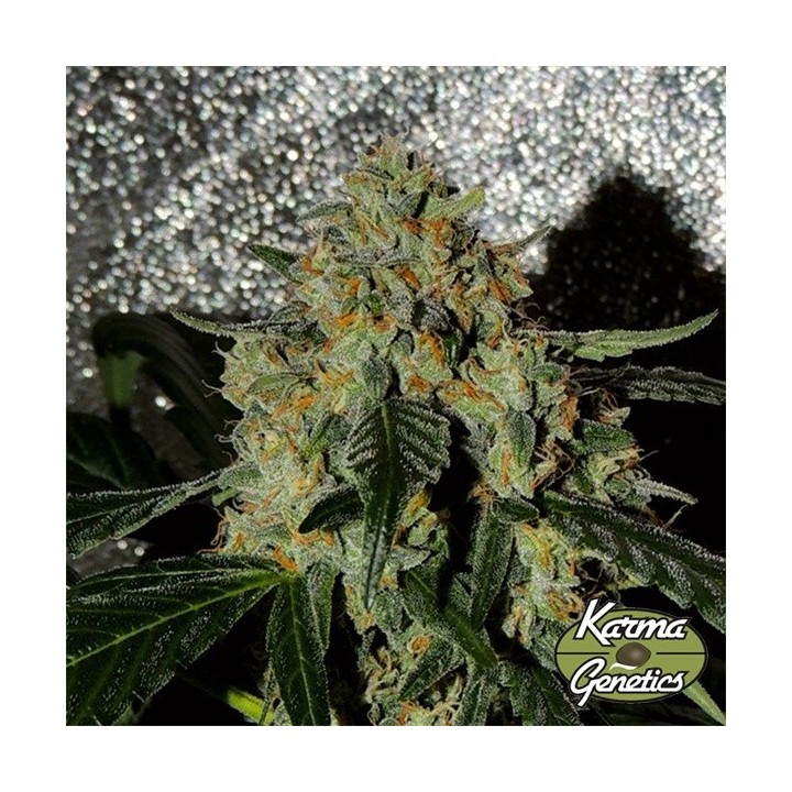 Karma OG Jack