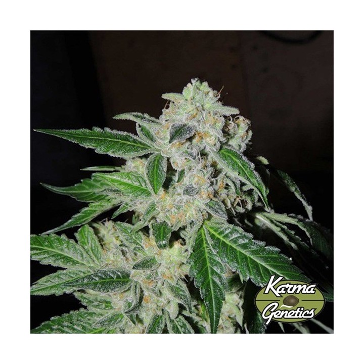 Sour Power OG