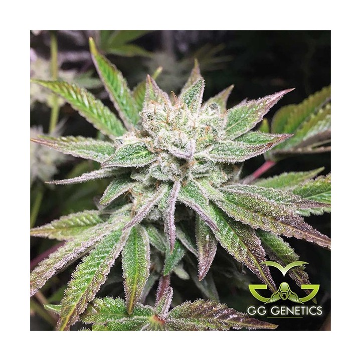 Original Glue (GG4 S1)