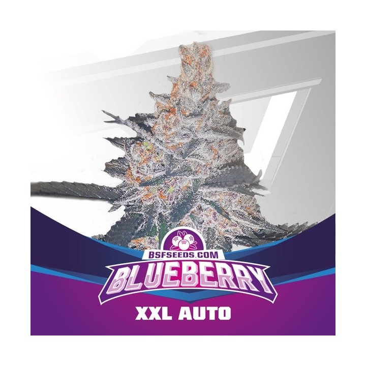 Blueberry XXL Auto