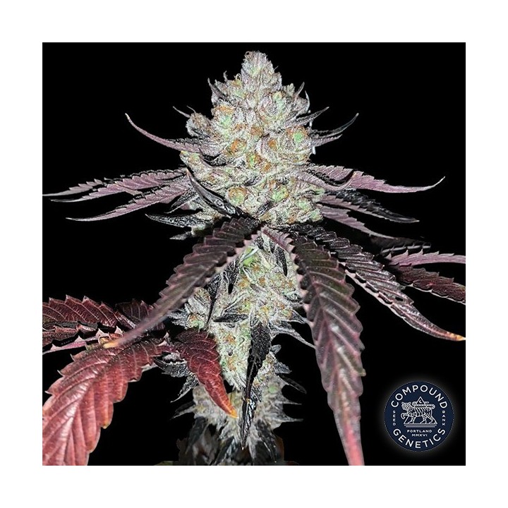 Marshmallow OG