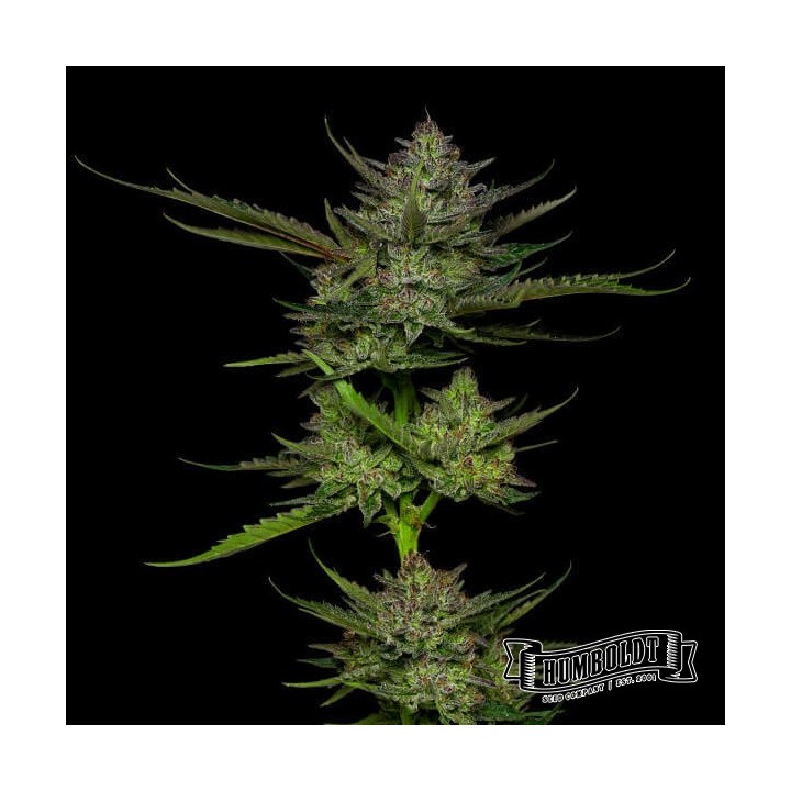 Sour Apple Auto