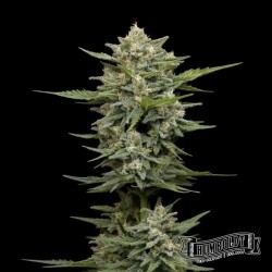 Vanilla Latte Auto