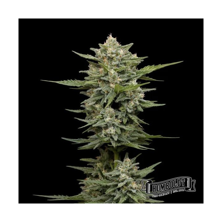 Vanilla Latte Auto