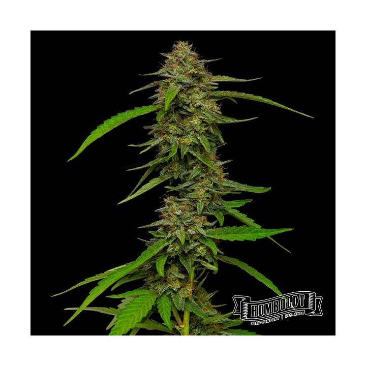 Strawberry Cheesecake