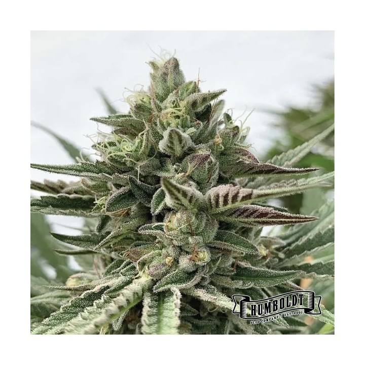 Humboldt Pound Cake