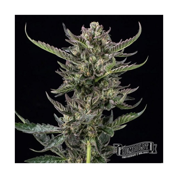 Notorious THC