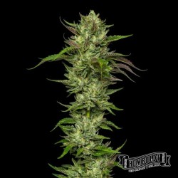 Slightly Stoopid Collie Man Kush