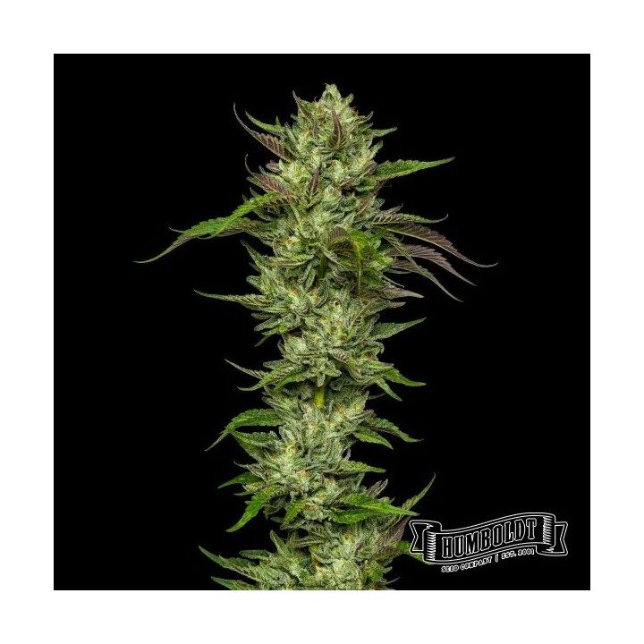 Slightly Stoopid Collie Man Kush