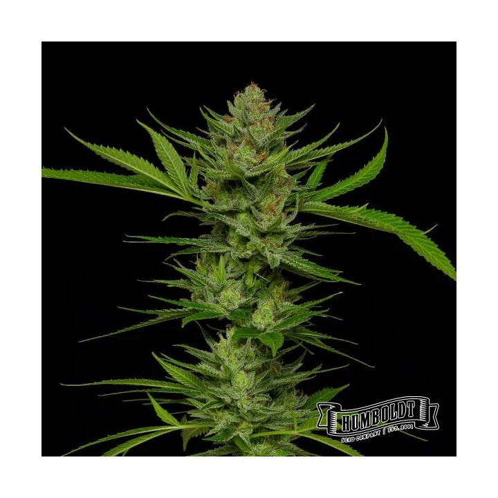 Slightly Stoopid Fruits