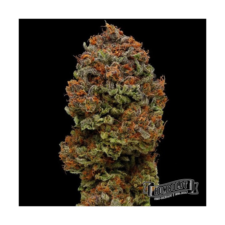 Blueberry Muffin