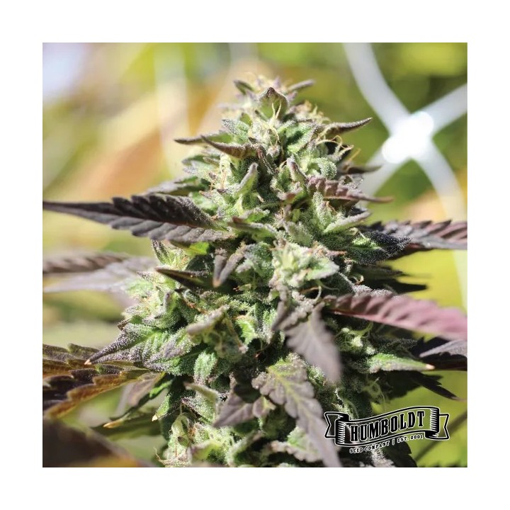 Chunkadelic Auto