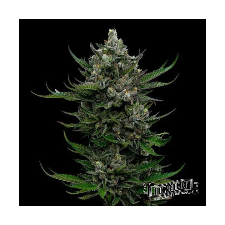 All Gas OG