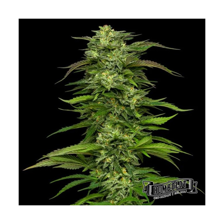 Dream Queen Auto