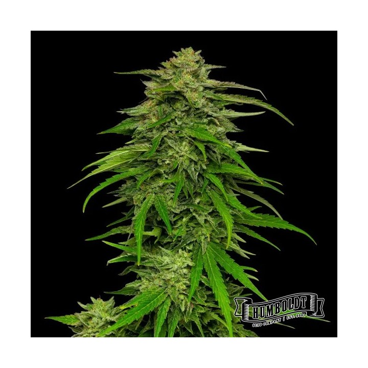 Mango Sherbert Auto