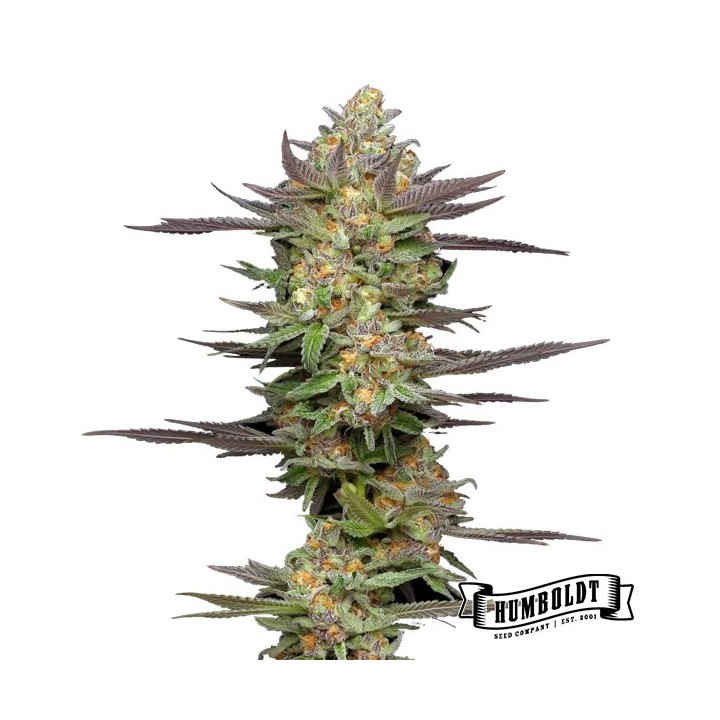 Mint Jelly Auto