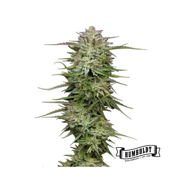 Pound Town Auto