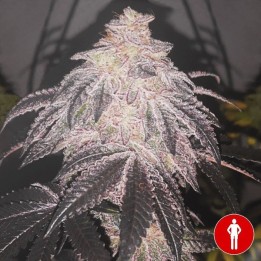 Cookies Sherbert Auto