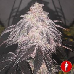 Cookies Sherbert Auto