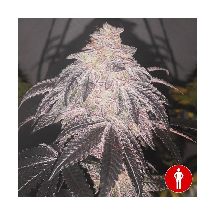 Cookies Sherbert Auto