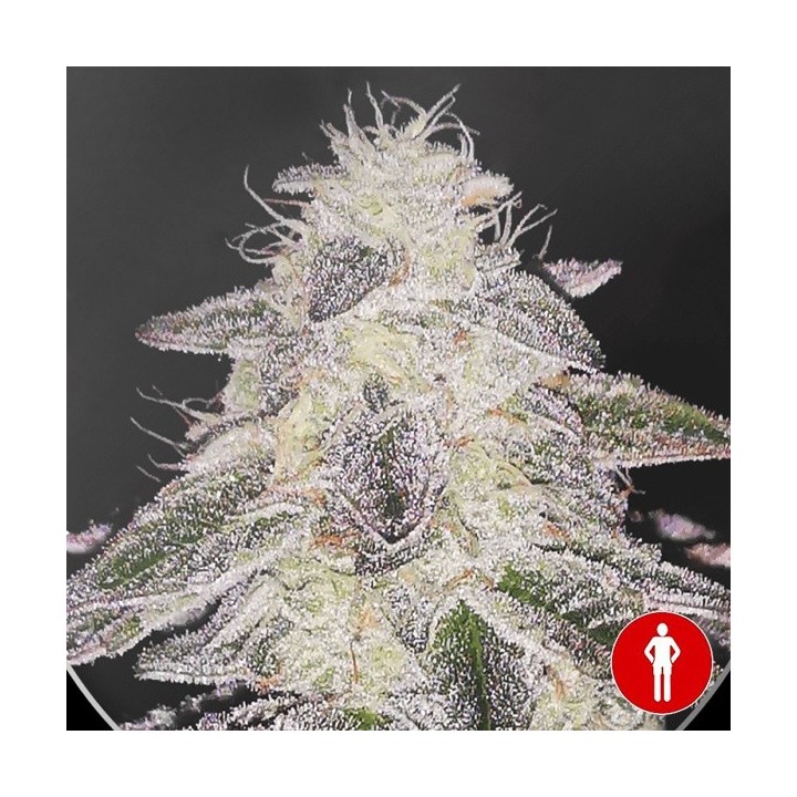 Medical Runntz