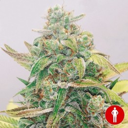 Strawberry Cake CBD