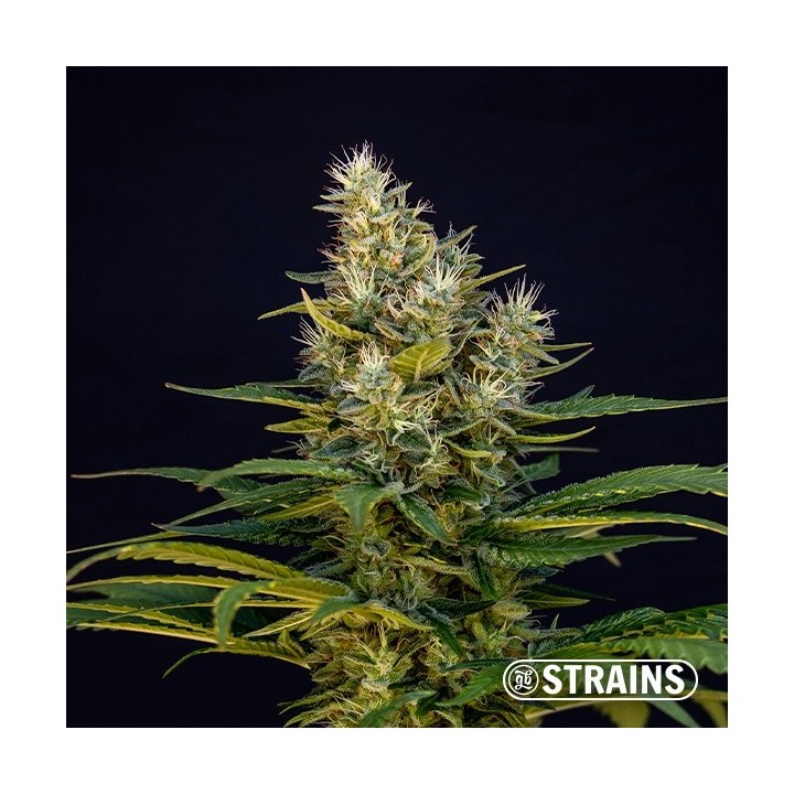 White Mil-k Edición Limitada