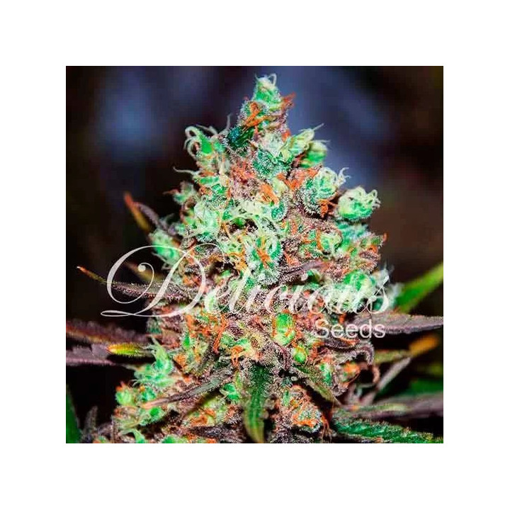 Cotton Candy FeminizadaDelicious Seeds