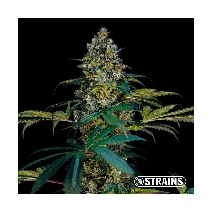 Miracle Alien Cookies Ultra Fast