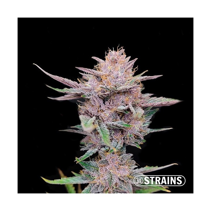 Tropicanna Cookies Ultra Fast