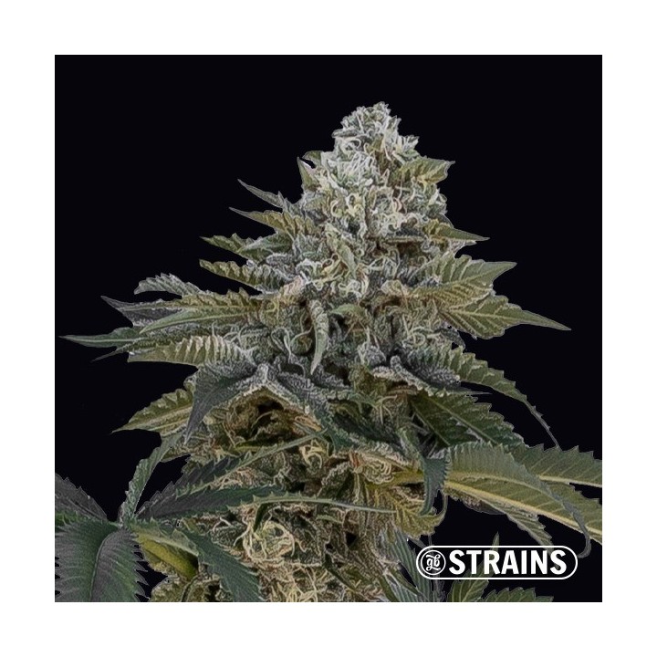 Auto Frosted Cake CBG
