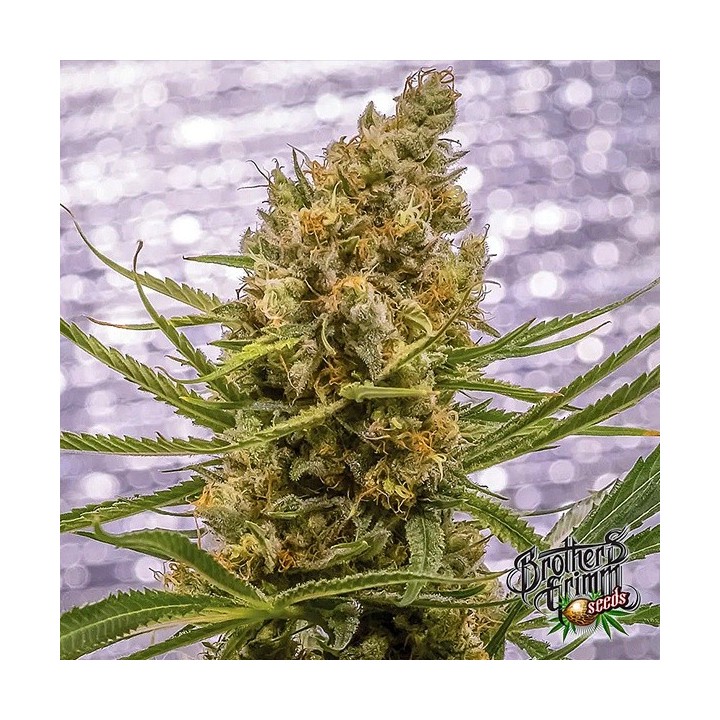 Pineapple XX