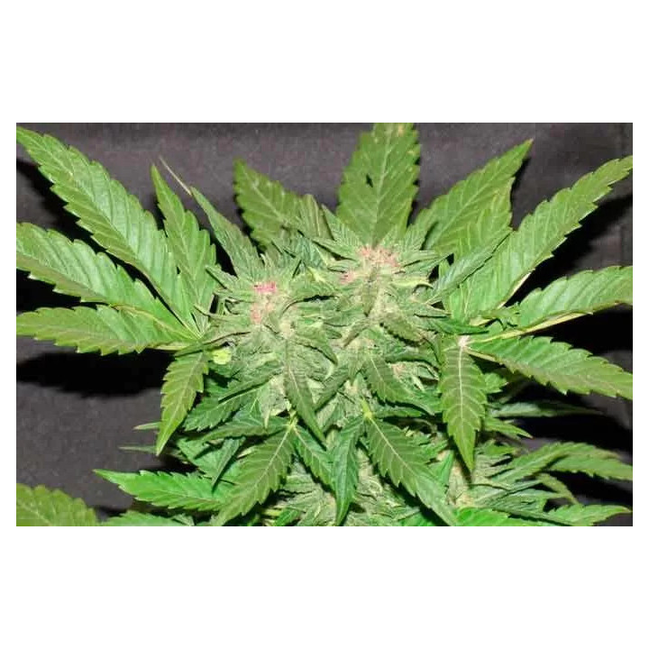 Cotton Candy FeminizadaDelicious Seeds